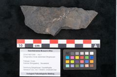 Foto (Objekt + Etikett) von Ginkgocladus novae zeelandiae Ettingshausen (NHMW-GEO-2024-0188-10266)